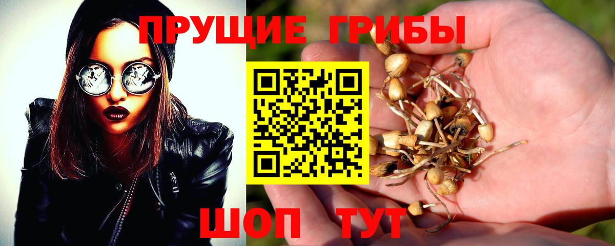 Спасск-Дальний  Псилоцибиновые грибы Magic Shrooms  Вход с VPN  где купить наркотик  Псилоцибиновые грибы мухоморы 